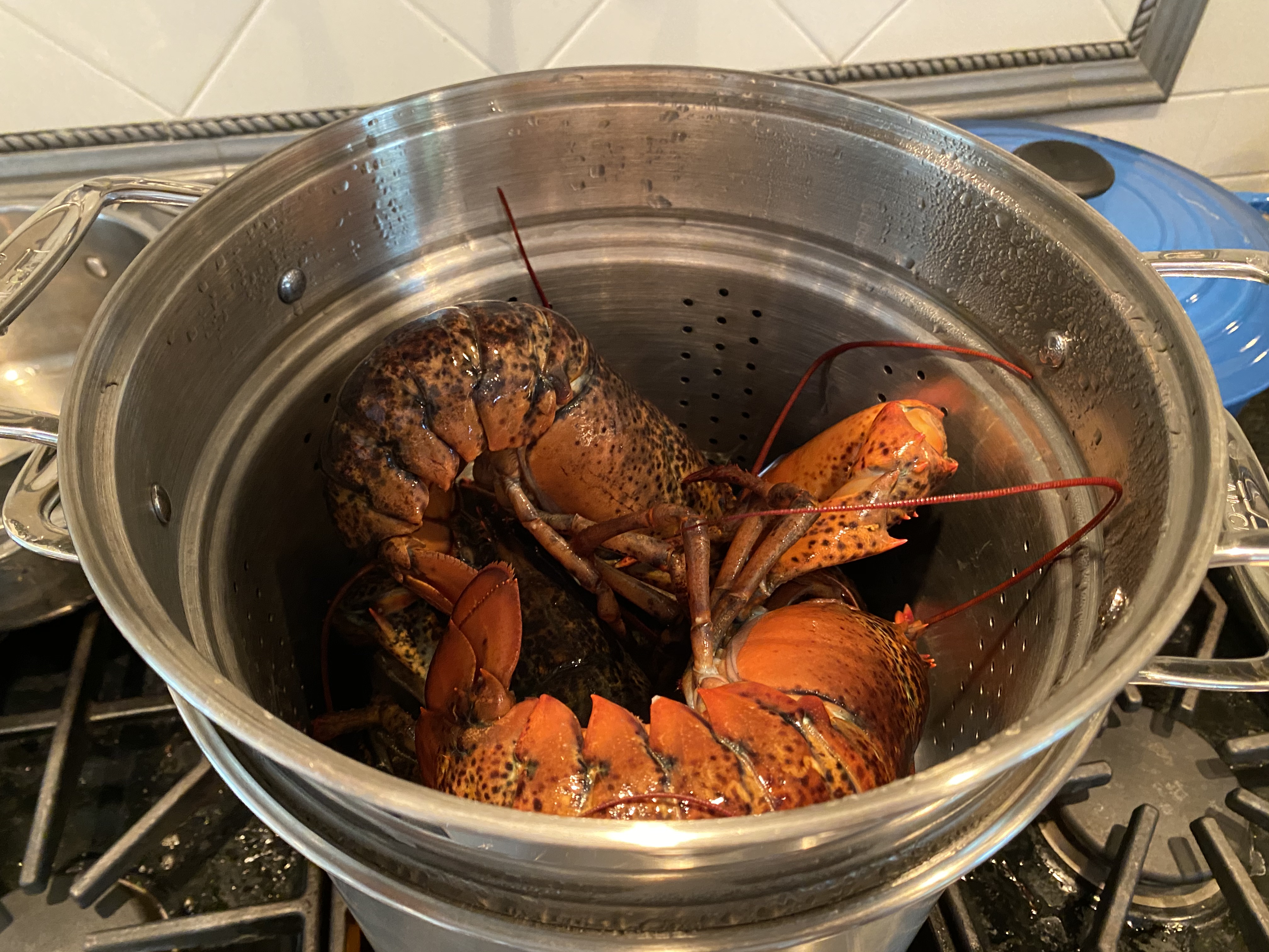Lobsters in pot